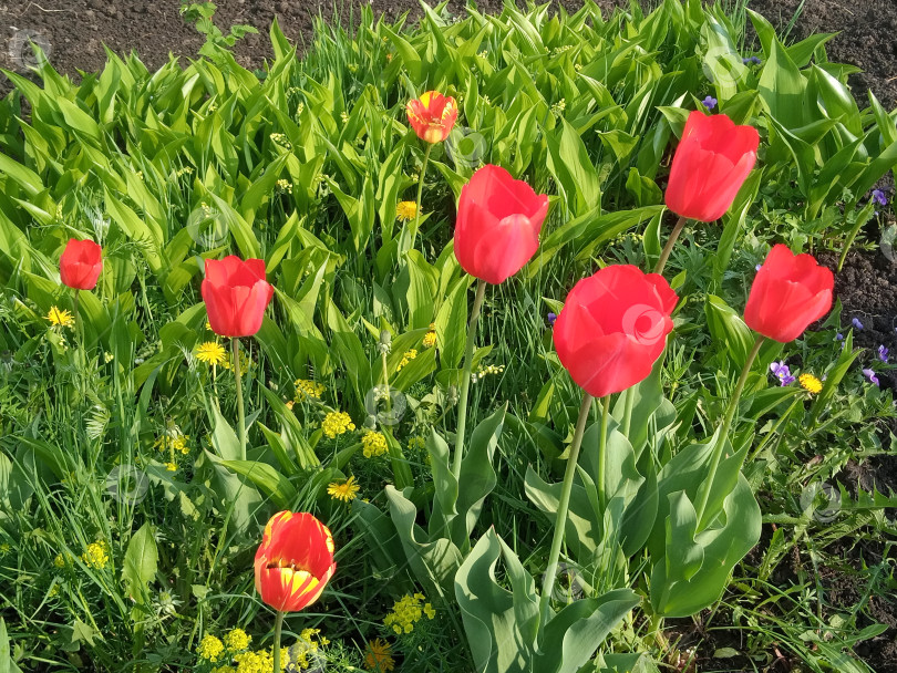 Скачать тюльпаны расцвели фотосток Ozero