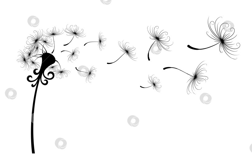 Скачать Цветок полевого одуванчика. фотосток Ozero