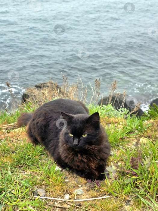 Скачать Котик фотосток Ozero