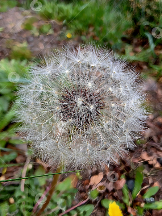 Скачать Одуванчик фотосток Ozero