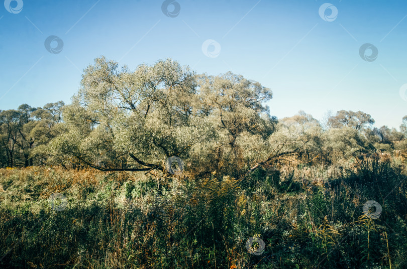 Скачать Сельская грунтовая дорога в ясный летний день фотосток Ozero