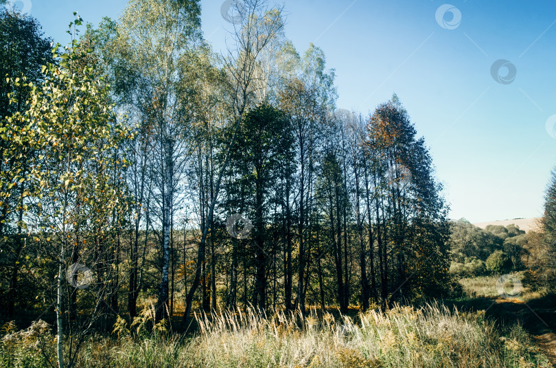 Скачать Сельская грунтовая дорога в ясный летний день фотосток Ozero