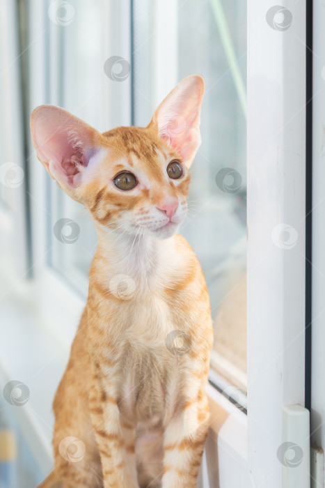 Скачать Рыжий котёнок с большими ушами и зелёными глазами. Порода ориентал фотосток Ozero