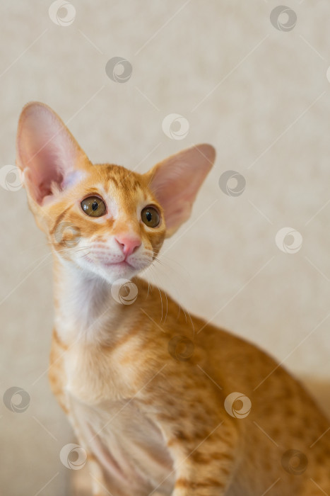 Скачать Рыжий котёнок с большими ушами и зелёными глазами. Порода ориентал фотосток Ozero