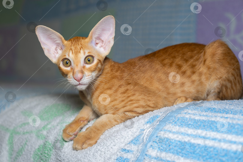 Скачать Рыжий котёнок с большими ушами и зелёными глазами. Порода ориентал фотосток Ozero