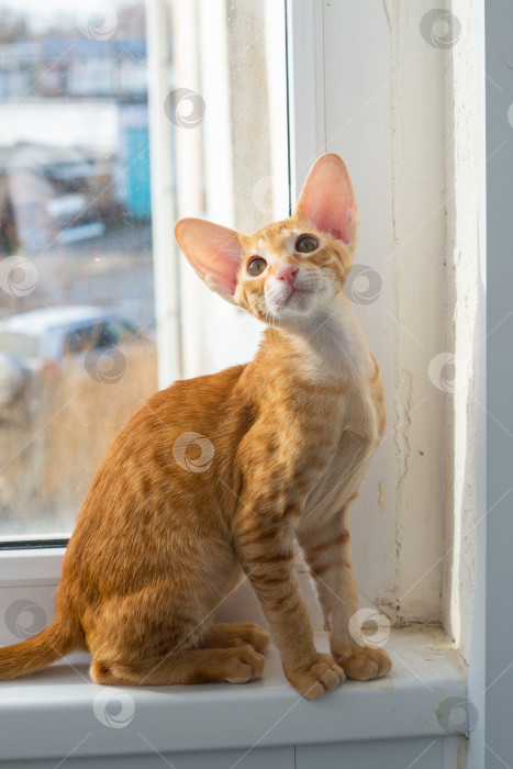 Скачать Рыжий котёнок с большими ушами и зелёными глазами. Порода ориентал фотосток Ozero