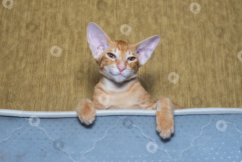 Скачать Рыжий котёнок с большими ушами и зелёными глазами. Порода ориентал фотосток Ozero