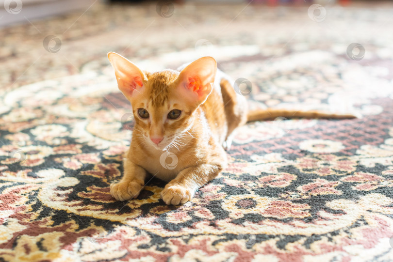Скачать Рыжий котёнок с большими ушами и зелёными глазами. Порода ориентал фотосток Ozero
