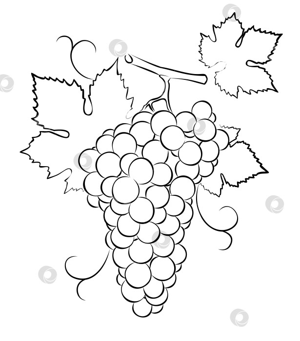 Скачать Набросок винограда. фотосток Ozero