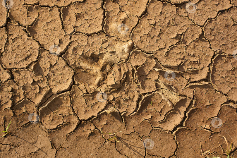 Скачать Потрескавшаяся сухая почва под солнечным светом демонстрирует последствия засухи в сельской местности в дневное время фотосток Ozero