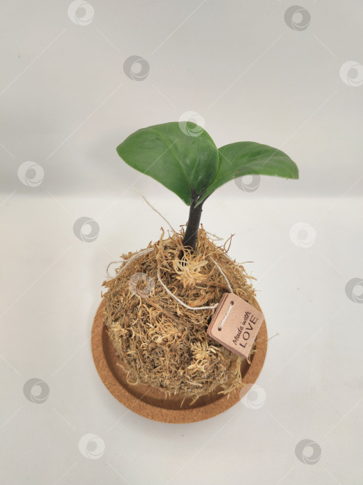 Скачать Кокедама ручной работы с надписью Love, минималистичный цветочный фон в качестве подарка, Экологически чистые обои фотосток Ozero