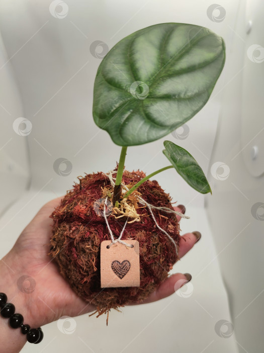 Скачать Экзотическое растение Алоказия из драконьей чешуи в Кокедаме, Мрачный ботанический фон, Темные обои с природой фотосток Ozero