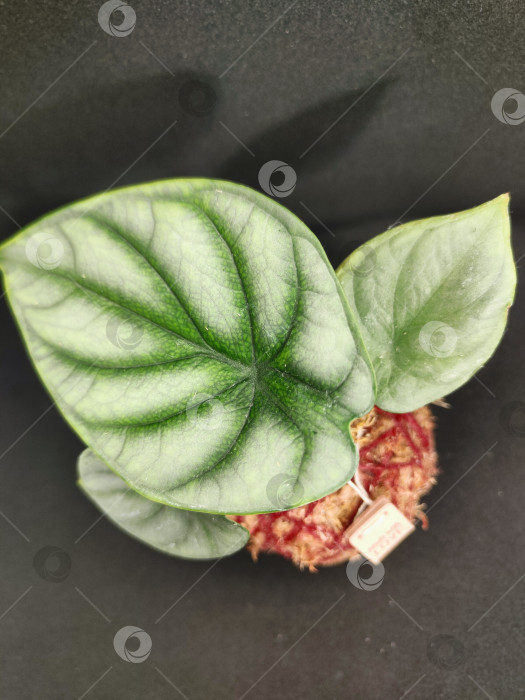 Скачать Экзотическое растение Алоказия из драконьей чешуи в Кокедаме, Мрачный ботанический фон, Темные обои с природой фотосток Ozero