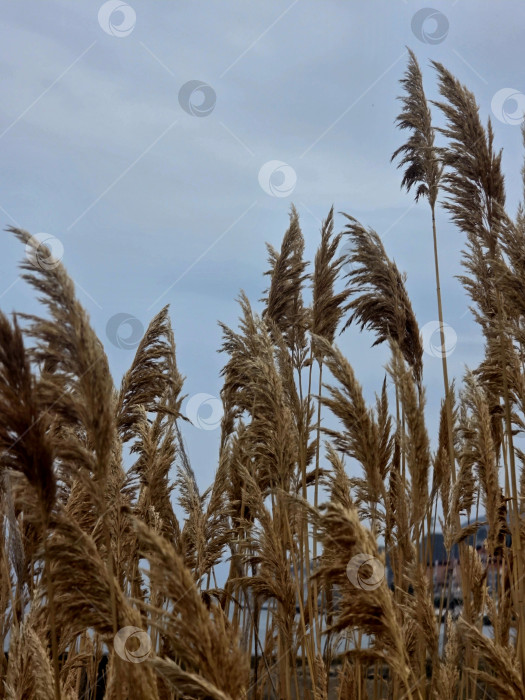 Скачать Камыш фотосток Ozero