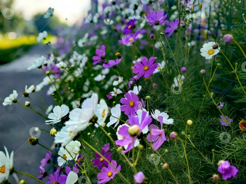 Скачать Цветы космеи, растущие вдоль тротуара фотосток Ozero