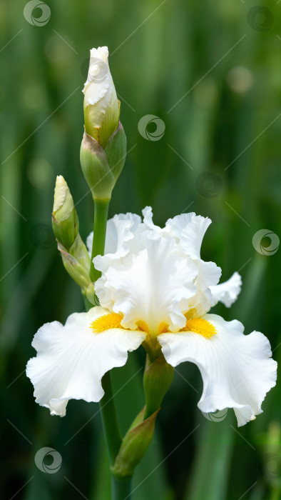 Скачать Раскрытый белый ирис с желтым центром и бутонами на зеленом фоне фотосток Ozero