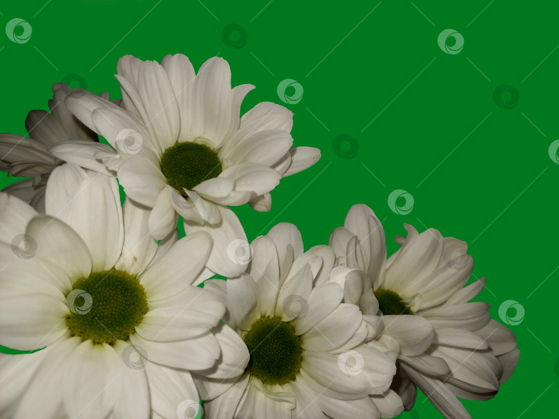 Скачать Белые хризантемы на ярком зеленом фоне фотосток Ozero