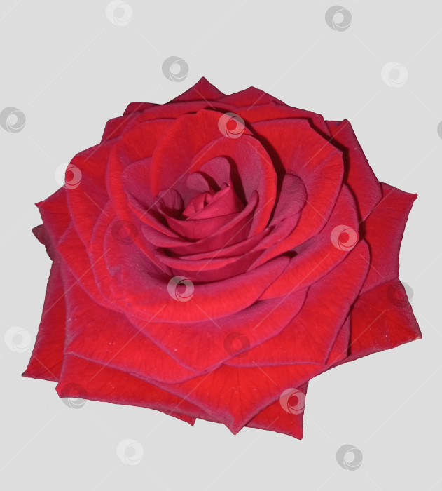 Скачать Бутон большой красной розы на светлом фоне фотосток Ozero
