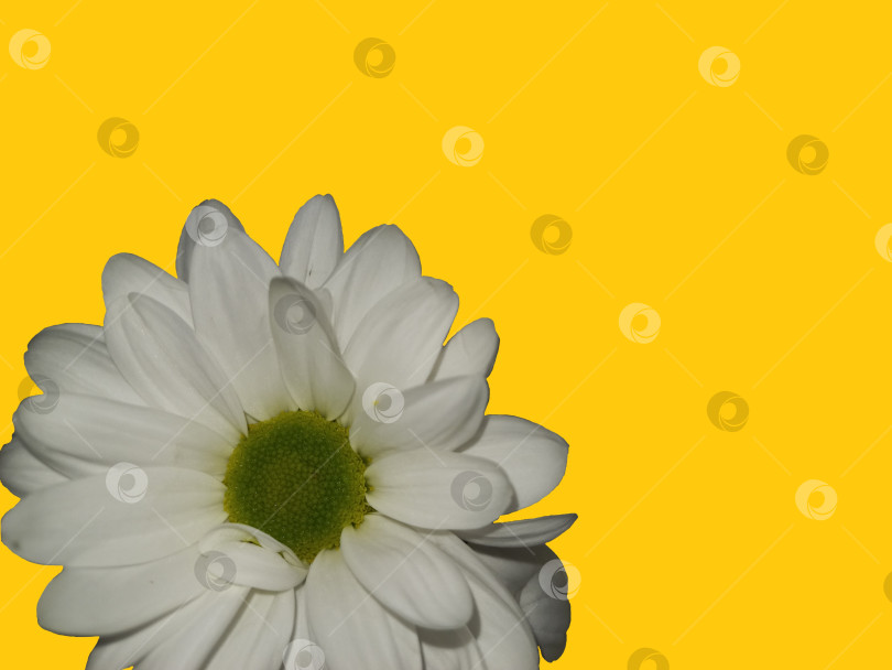 Скачать Белая хризантема на ярко-желтом фоне фотосток Ozero