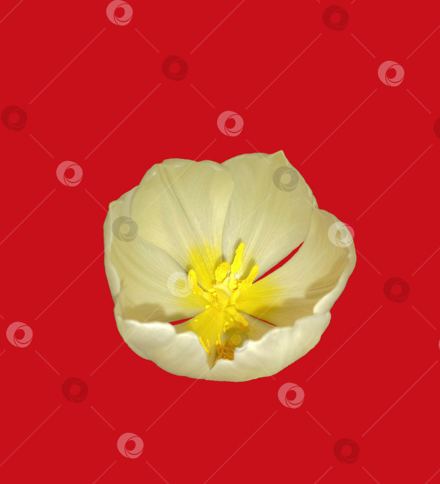 Скачать Распустившийся бутон белого тюльпана на красном фоне фотосток Ozero