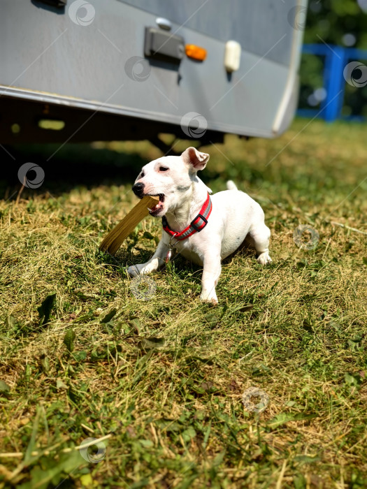 Скачать Фокстерьер, играющий с палкой на траве фотосток Ozero