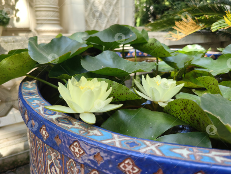 Скачать Цветы лотоса в большом вазоне с водой рядом с музеем Востока, с. Кабардинка фотосток Ozero