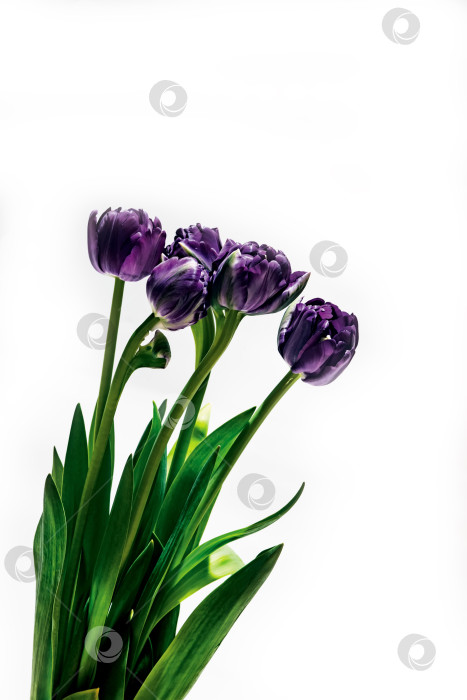 Скачать тюльпаны фотосток Ozero