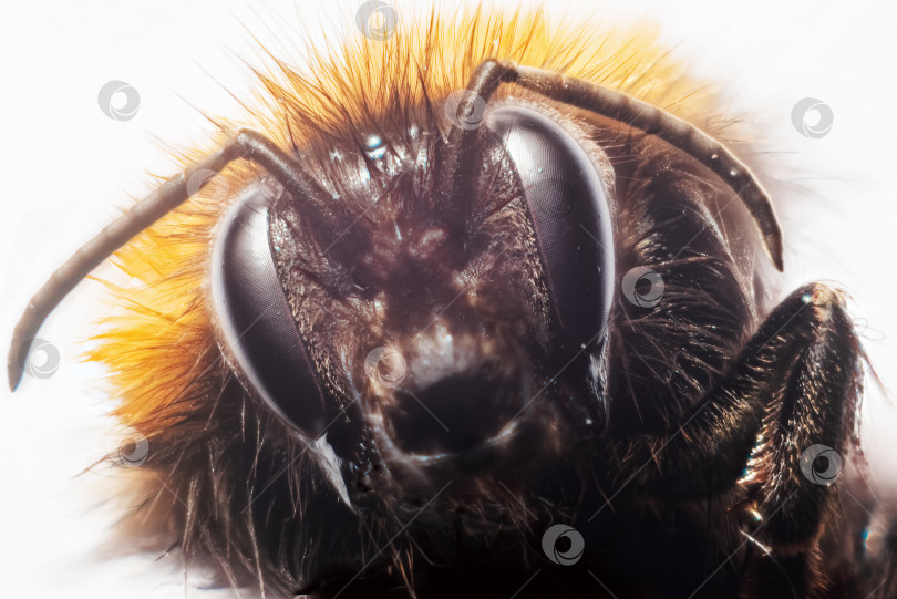Скачать портрет шмеля фотосток Ozero