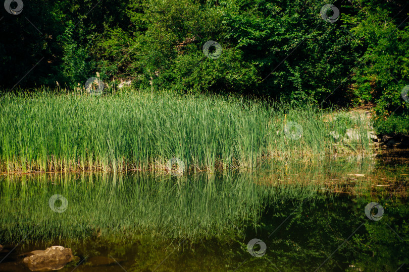Скачать Тростник на воде. Озеро для рыбалки и тихой охоты. В реке растет молодой зеленый тростник. Водное растение в озере. фотосток Ozero