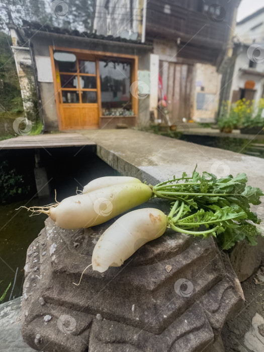 Скачать Свежий редис дайкон лежит на выветренном камне рядом с водой. фотосток Ozero