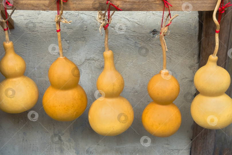 Скачать Золотые тыквы-горлянки аккуратно свисают, перевязанные красными нитками фотосток Ozero