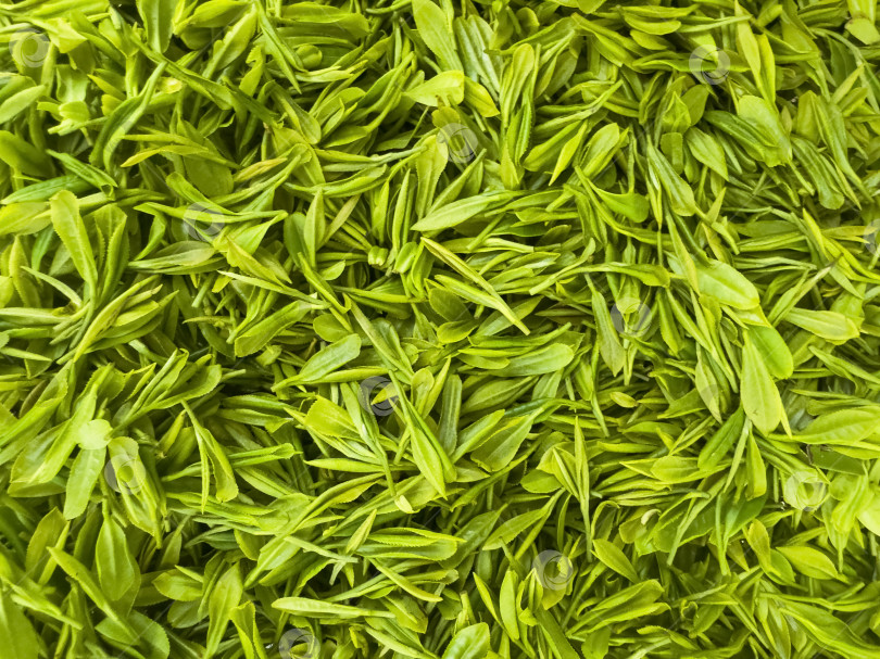 Скачать Свежие листья зеленого чая заполняют рамку фотосток Ozero