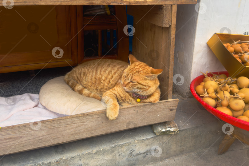 Скачать Оранжевая домашняя кошка мирно отдыхает на мягкой деревянной платформе фотосток Ozero