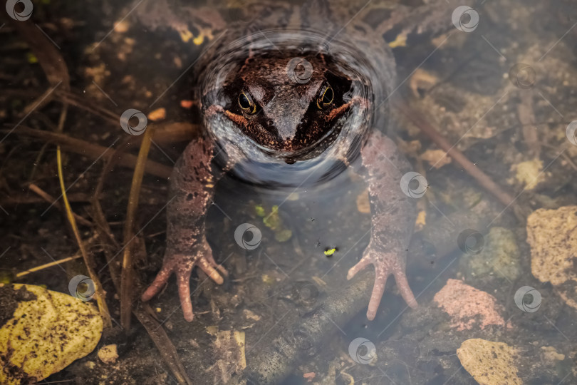 Скачать Обыкновенная лягушка выглядывает из мутной водной глади. Глаза блестят тихой настороженностью. фотосток Ozero