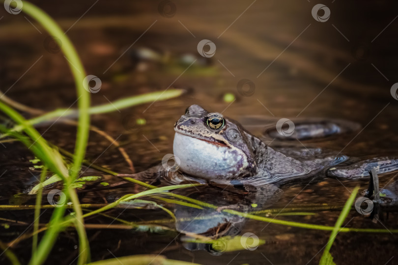 Скачать Обыкновенная лягушка отдыхает в мелкой, мутной воде. фотосток Ozero