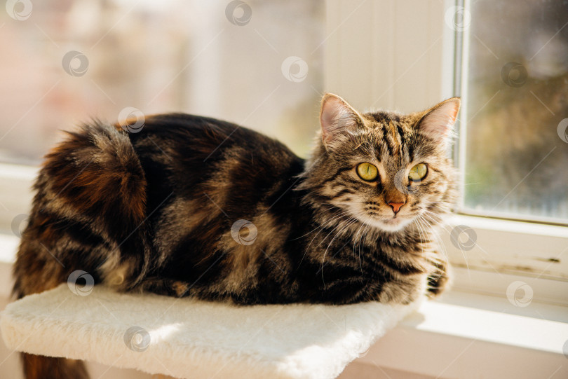 Скачать Полосатый пушистик отдыхает на уютном диванчике. Домашнее животное. фотосток Ozero