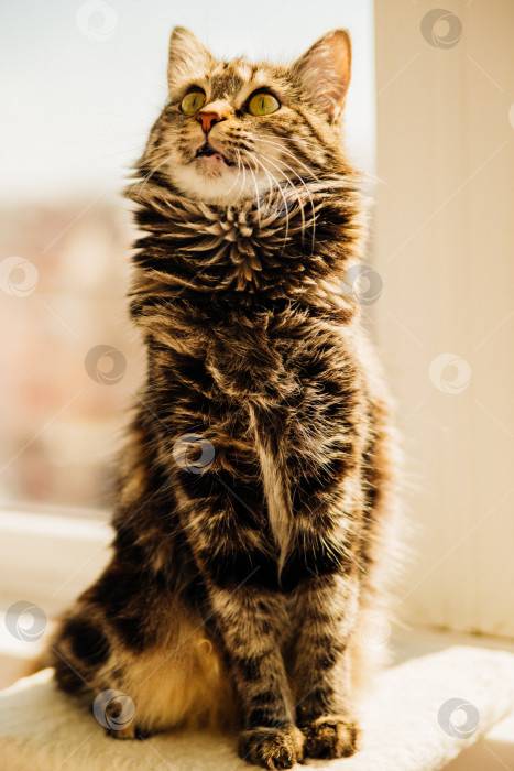 Скачать Полосатый пушистый кот сидит на подоконнике и смотрит в окно. Домашнее животное. фотосток Ozero