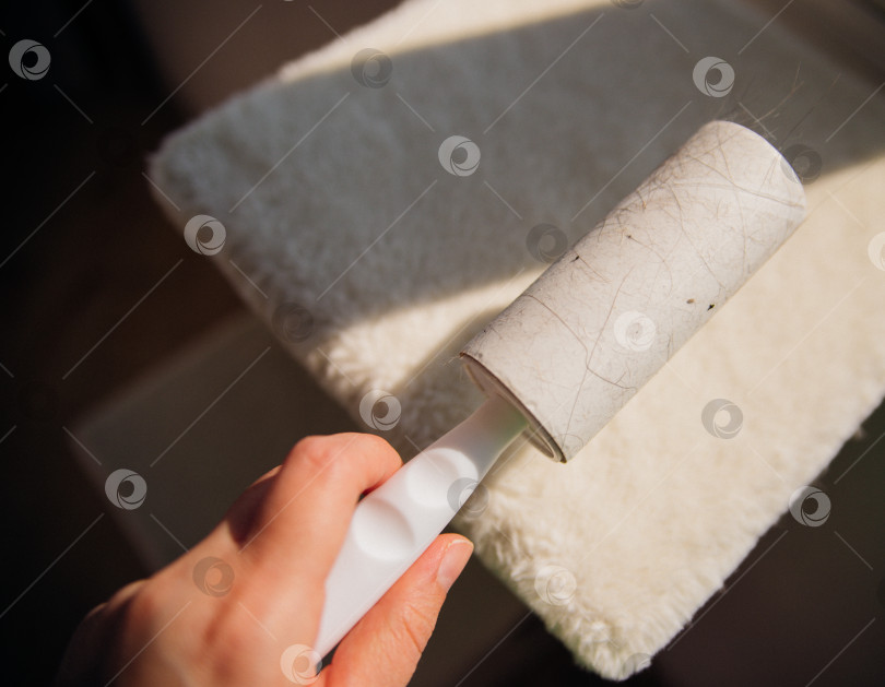 Скачать Женская рука очищает белую мягкую поверхность мебели липким валиком. Чистка мягкой мебели от пыли, шерсти и волосяного покрова. фотосток Ozero