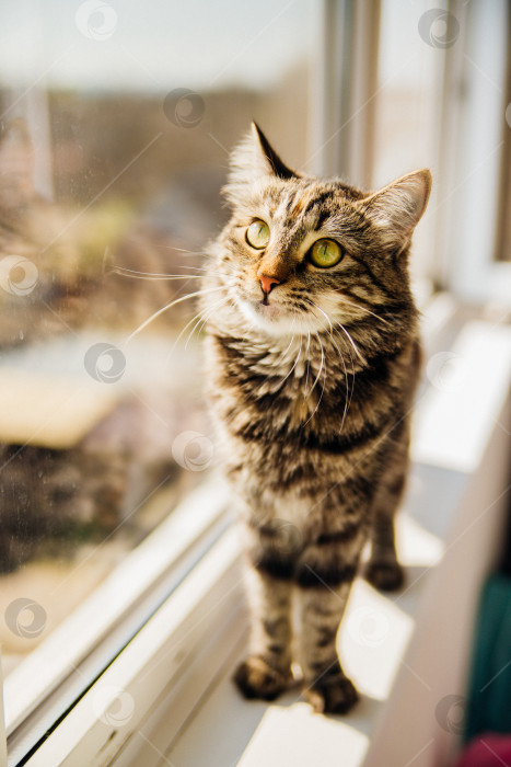 Скачать Полосатый пушистый кот сидит на подоконнике и смотрит в окно. Домашнее животное. фотосток Ozero