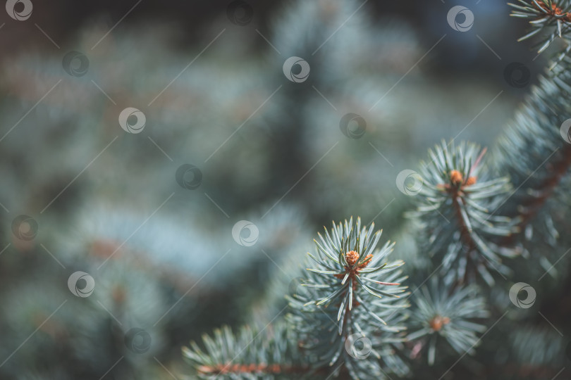 Скачать Ветка голубой ели с яркими зелеными иголками и маленькими коричневыми бутонами на мягком фоне в стиле боке, подчеркивающем текстуру и детали, символизирует обновление и спокойную природную красоту фотосток Ozero