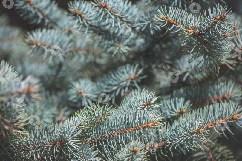 Скачать Ветка голубой ели с яркими зелеными иголками и маленькими коричневыми бутонами на мягком фоне в стиле боке, подчеркивающем текстуру и детали, символизирует обновление и спокойную природную красоту фотосток Ozero
