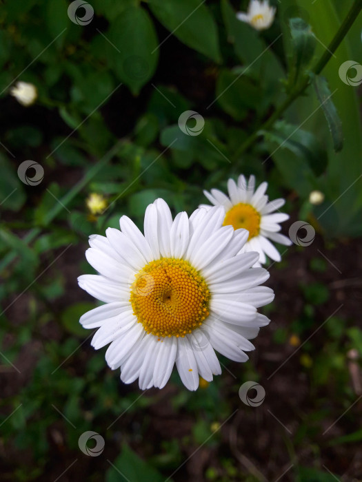 Скачать Ромашка обыкновенная фотосток Ozero