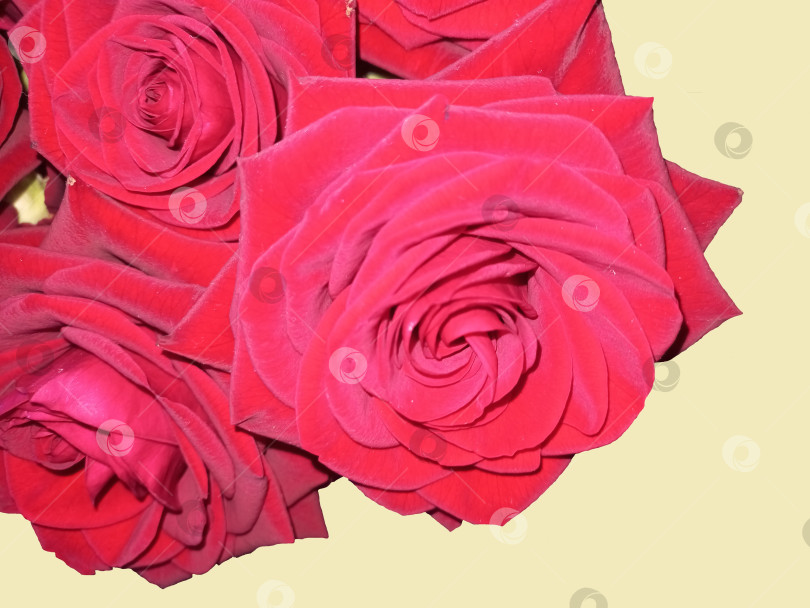Скачать Большие красные розы на светлом фоне фотосток Ozero