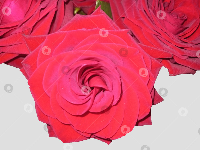 Скачать Большие красные розы на светло-сером фоне фотосток Ozero
