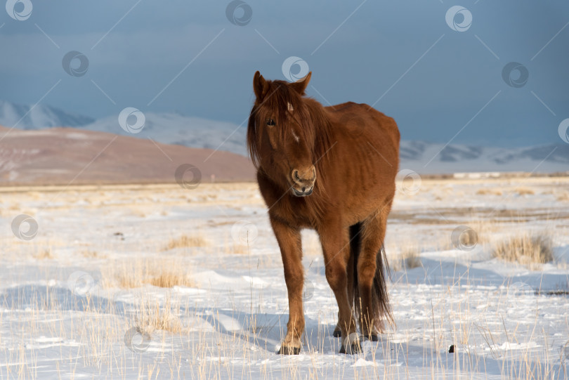 Скачать Рыжая лошадь. фотосток Ozero