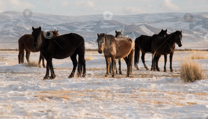 Скачать Табун. фотосток Ozero