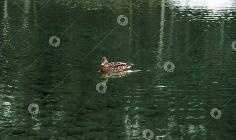 Скачать Уточка. фотосток Ozero