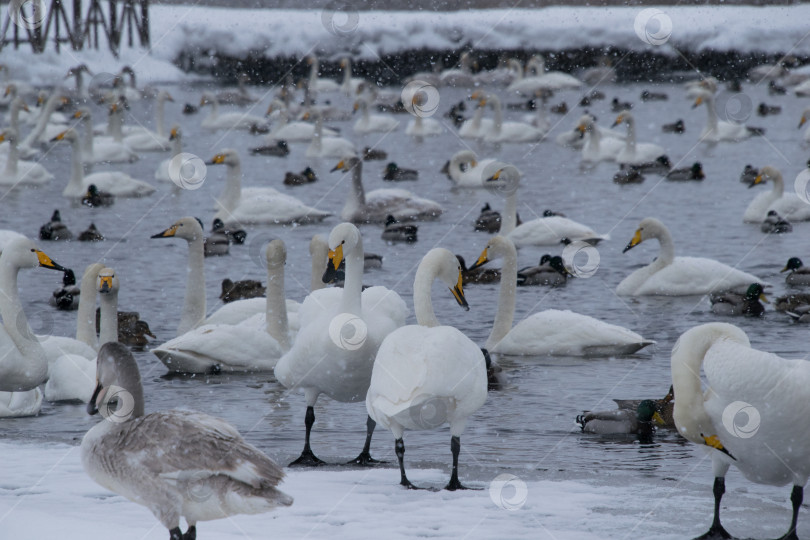 Скачать Гуси- лебеди. фотосток Ozero