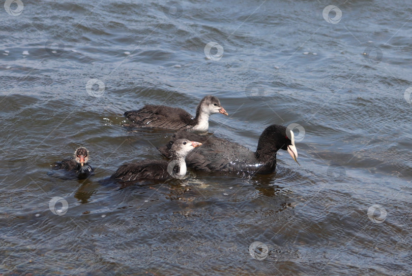 Скачать Взрослая лысуха (Fulica atra) со своими утятами плавает и ест. Семья лысух кормится. Обыкновенная лысуха держит водоросли в клюве вместе со своими птенцами. фотосток Ozero