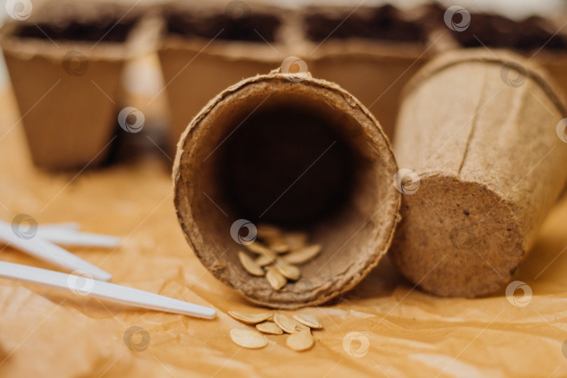 Скачать Семена и ячейки почвы на деревянном фоне. Выращивание рассады в торфяных стаканчиках. Концепция весеннего озеленения дома. фотосток Ozero